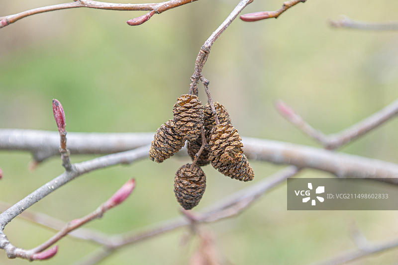 欧洲德国剑桥植物园的红赤杨图片素材