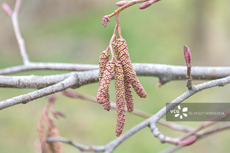 欧洲德国剑桥植物园的红赤杨图片素材