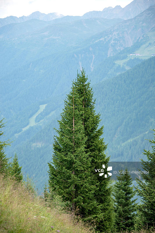 奥地利霍赫陶恩德弗雷根山谷的挪威云杉，剑桥植物园图片素材