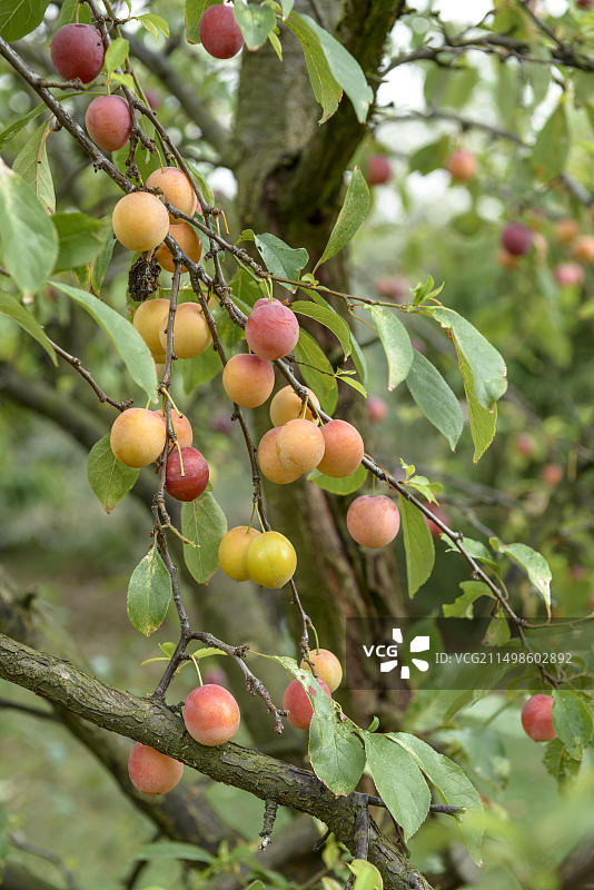 中国李子（Prunus salicina），德国埃尔福特图片素材