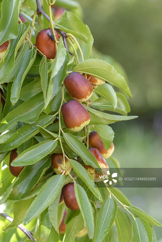 中国枣（Lang品种）， Staatliche Lehr- und Versuchsanstalt fuer Gartenbau，海德堡，巴登-符腾堡州，德国，欧洲图片素材
