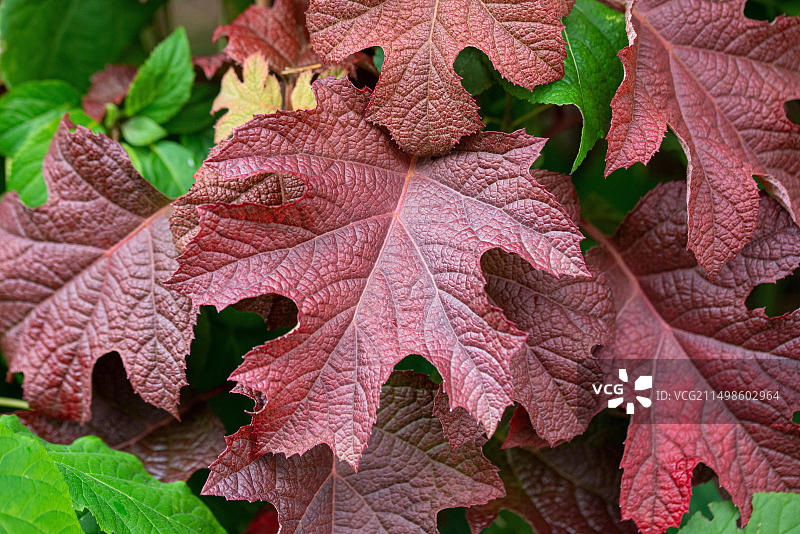 德国欧洲，An den Dorfwiesen 9的栎叶绣球（红宝石拖鞋）图片素材