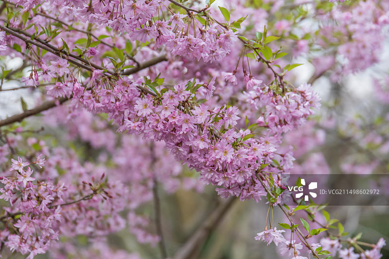 波兰植物园春樱图片素材
