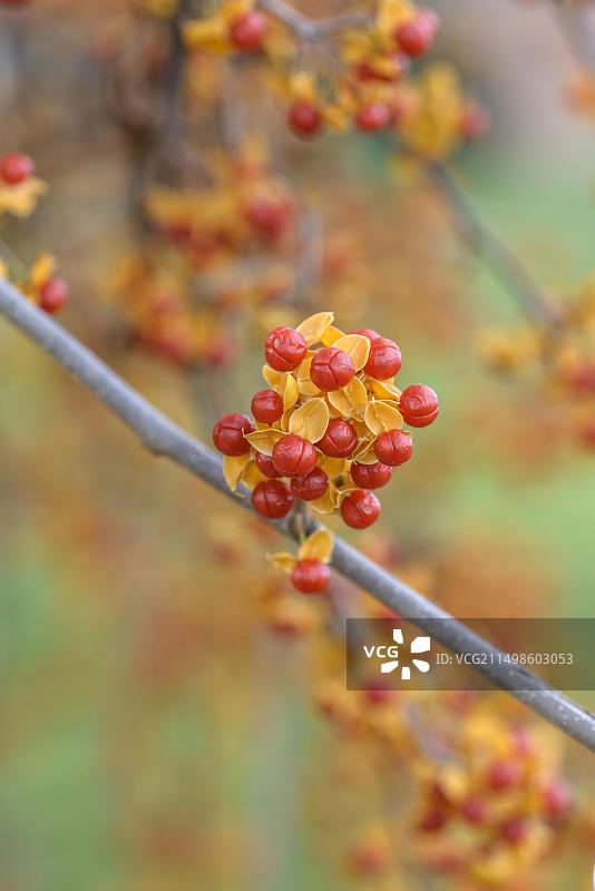 伯劳鸟，位于捷克共和国布鲁霍尼采植物园图片素材