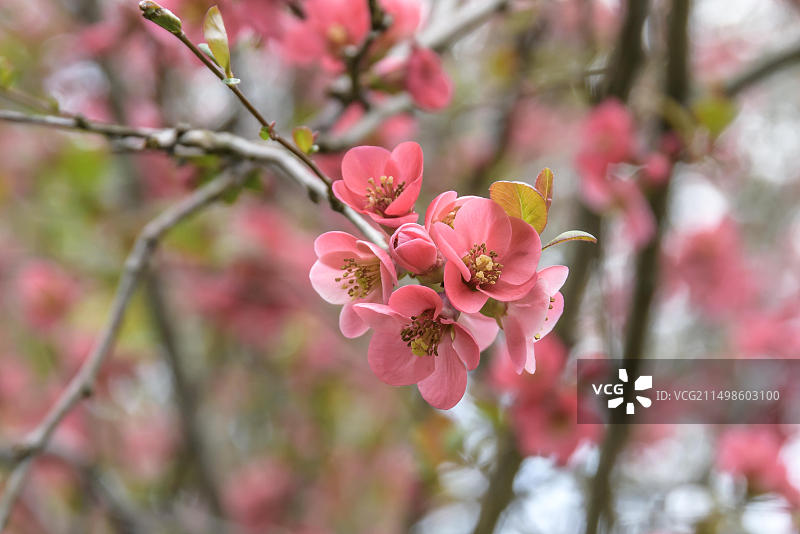 日本木瓜（海棠），德国哈勒植物园图片素材