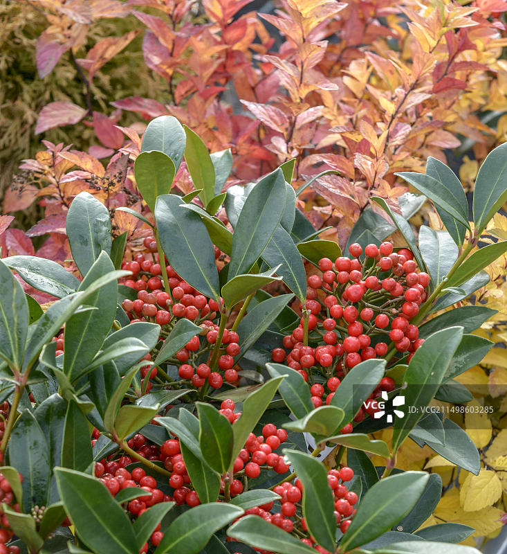 德国萨克森的红珠梾木图片素材