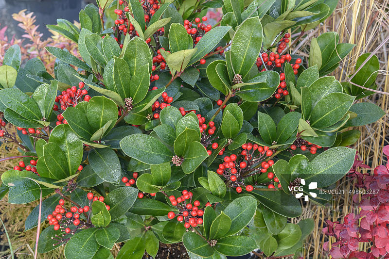 日本 Skimmia（OBSESSION），德国萨克森州包岑图片素材