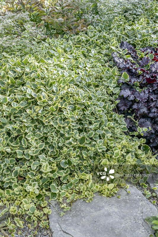 长春花，德国埃尔福特EGA公园图片素材