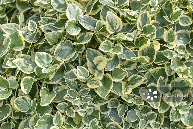 长春花，德国埃尔福特EGA公园图片素材