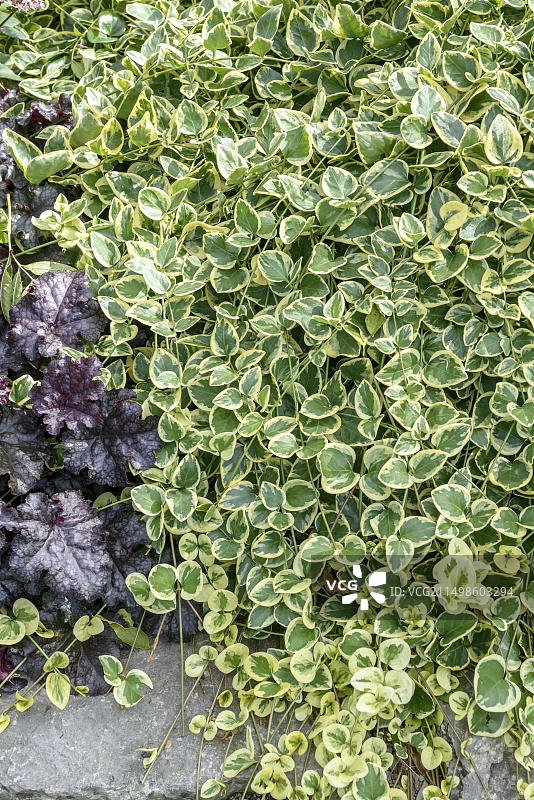 长春花，德国埃尔福特EGA公园图片素材