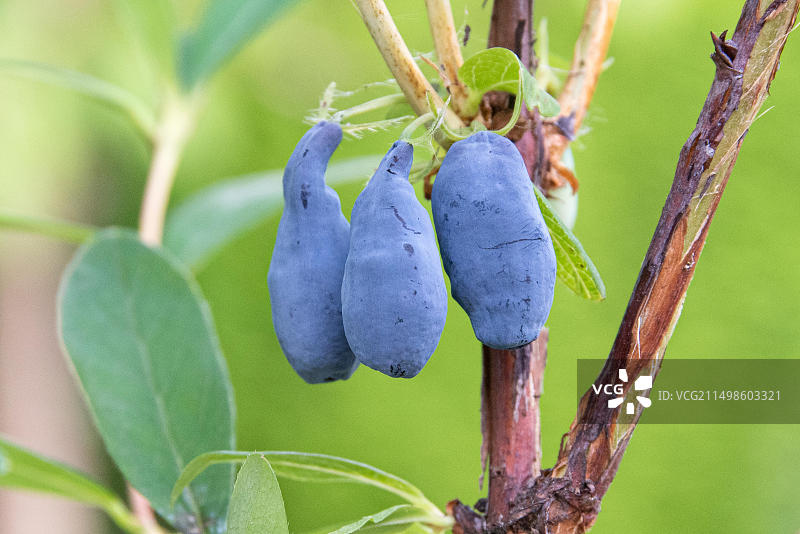 西伯利亚蓝莓、白桦树，德国剑桥植物园图片素材