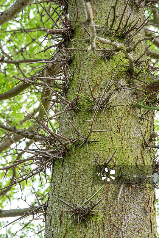 皂荚树，Rotehorn公园，德国，欧洲图片素材