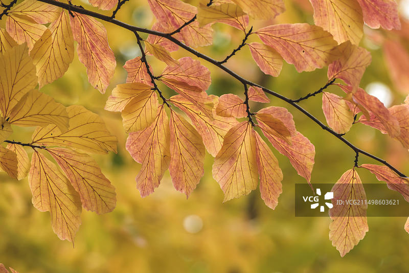 波斯铁木(Parrotia persica),位于德国柏林特雷普托公园图片素材