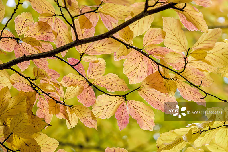 波斯铁木（Parrotia persica），位于德国柏林特雷普托公园图片素材