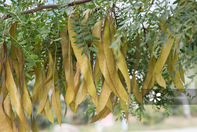 皂荚树，德国剑桥植物园，欧洲图片素材