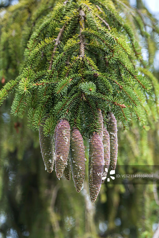 红云杉(云杉)，树顶步道，德国，欧洲图片素材
