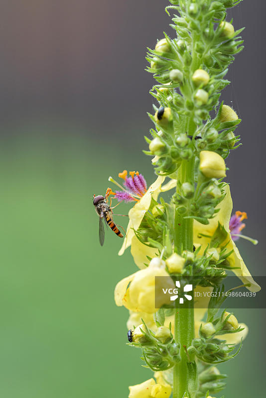 德国黑Verbascum毛蕊花图片素材