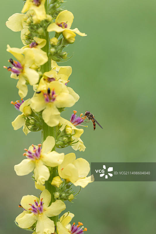 德国黑Verbascum毛蕊花图片素材