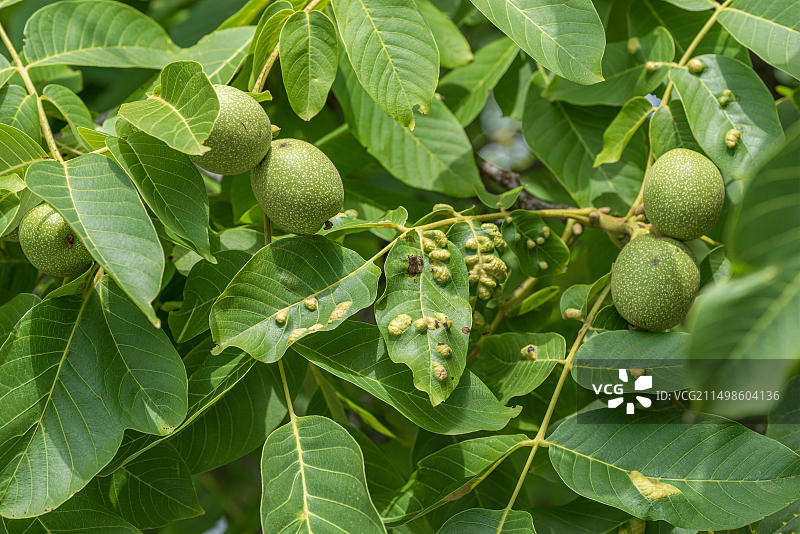 核桃毡瘿螨，核桃（Eriophyes erineus），剑桥植物园，德国，欧洲图片素材