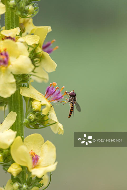 德国剑桥植物园的黑毛蕊花图片素材