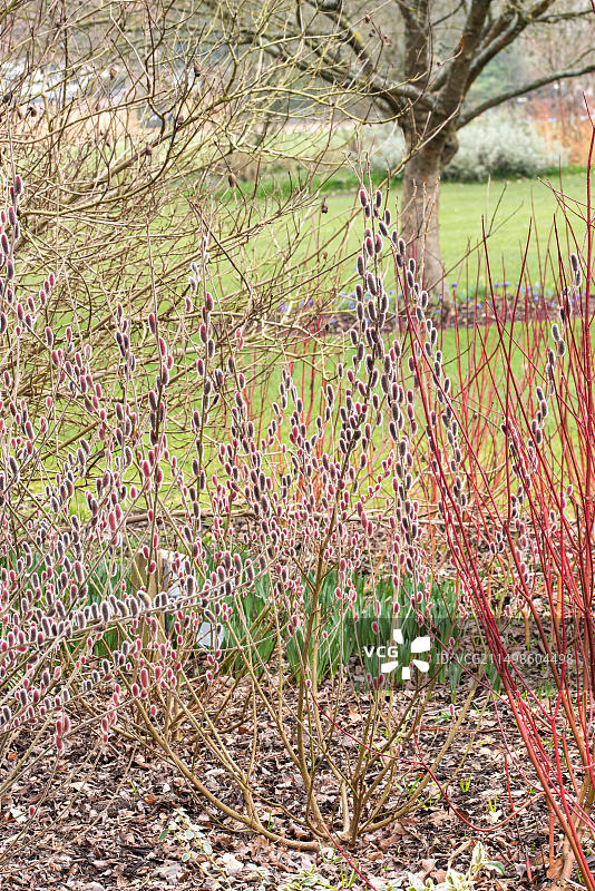 英国皇家园艺学会威斯利花园 红猫柳图片素材