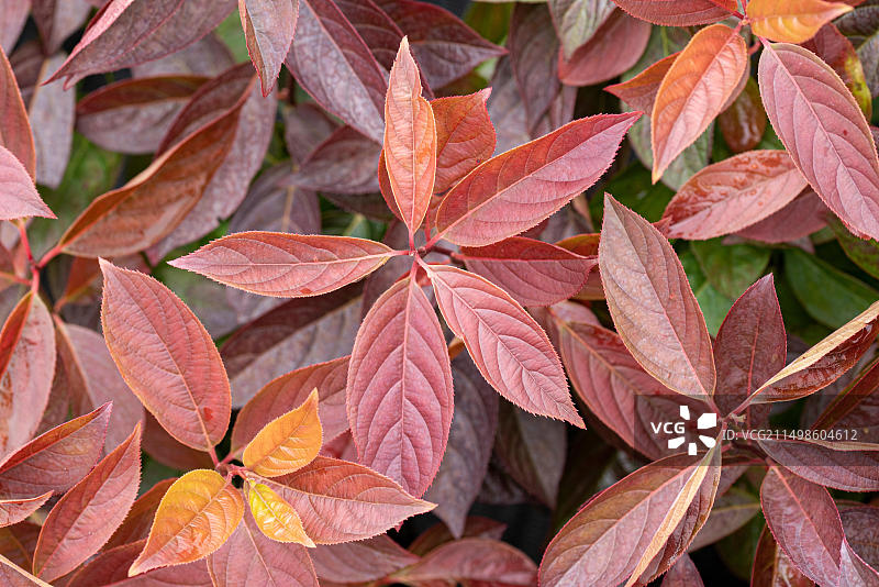 美国小亨利弗吉尼亚柳叶绣线菊，德国剑桥植物园图片素材
