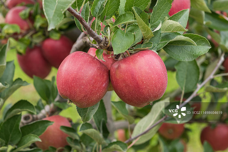 Braeburn苹果（苹果属），德国剑桥植物园图片素材