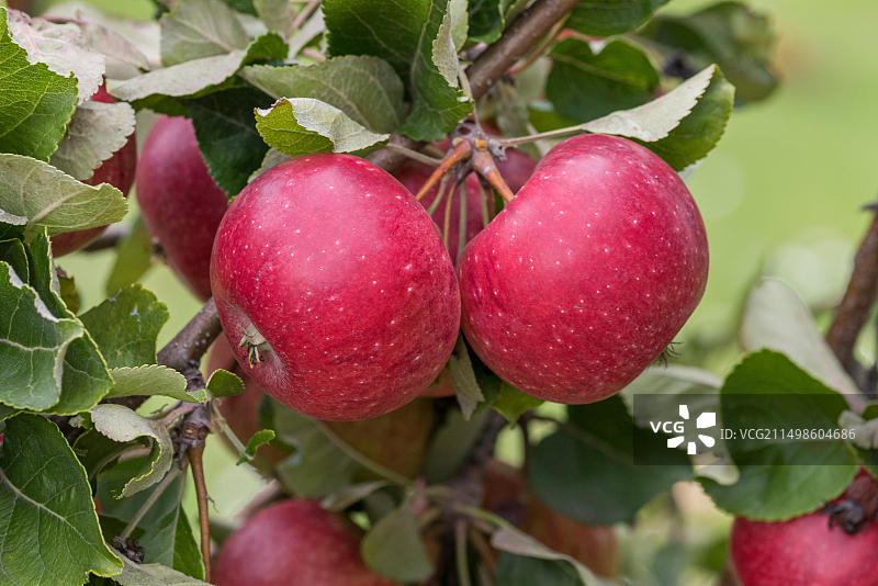 德国剑桥植物园的苹果图片素材