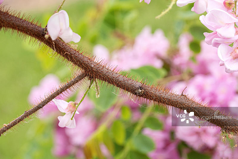 毛刺槐，剑桥植物园图片素材