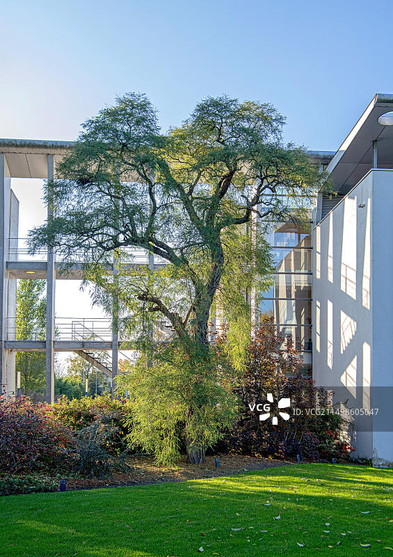 荷兰瓦赫宁根植物园的刺槐图片素材