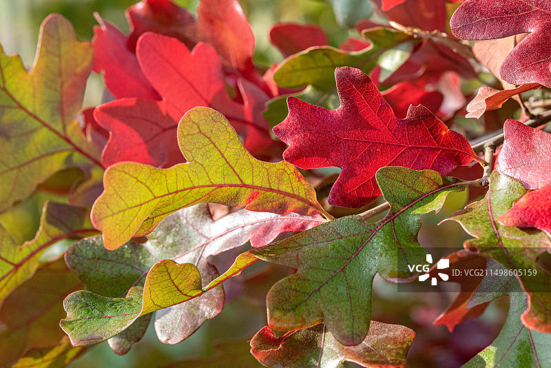 欧洲德国剑桥植物园的栎树图片素材