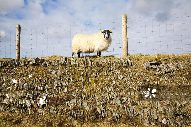 在英国埃克斯穆尔国家公园的石头墙上站立的羊图片素材