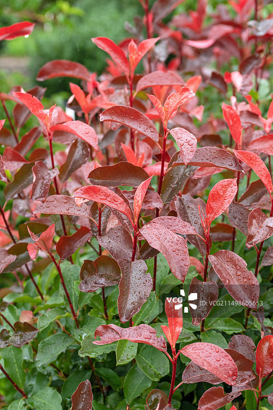 德国萨克森州环境局的欧洲枇杷图片素材