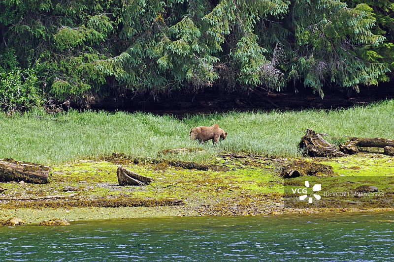 峡湾、森林和草地，灰熊吃草，库特兹马丁灰熊保护区，不列颠哥伦比亚省，加拿大图片素材