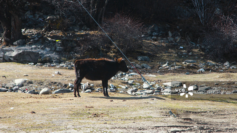 西藏牛图片素材
