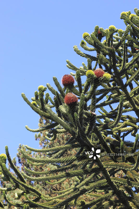 德国北莱茵-威斯特法伦州的猴尾树图片素材