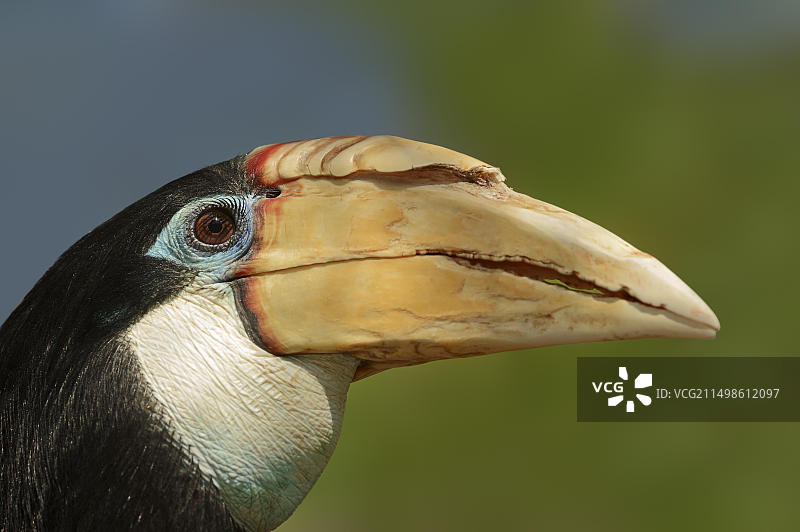 巴布亚犀鸟（皱盔犀鸟），雌性肖像，圈养，分布于南亚图片素材