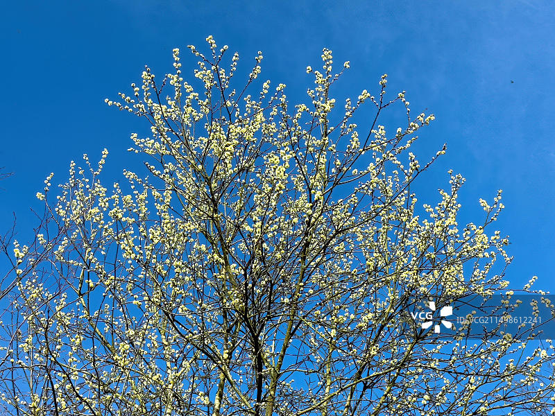 德国欧洲，属于柳山羊柳（Salix caprea）的本土树木灌木在早春时节发芽开花，柳絮花盛开，对昆虫友好图片素材