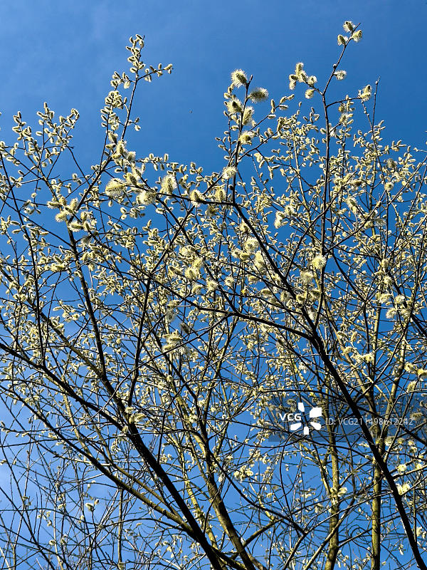 德国欧洲，属于柳山羊柳（Salix caprea）的本土树木灌木在早春时节发芽开花，柳絮花盛开，对昆虫友好图片素材