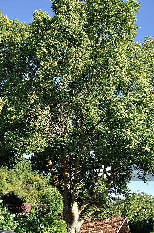 树龄250年以上的银杏树图片素材