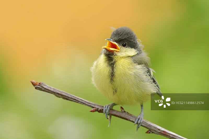 德国北莱茵-威斯特法伦州呼唤幼鸟的大山雀图片素材