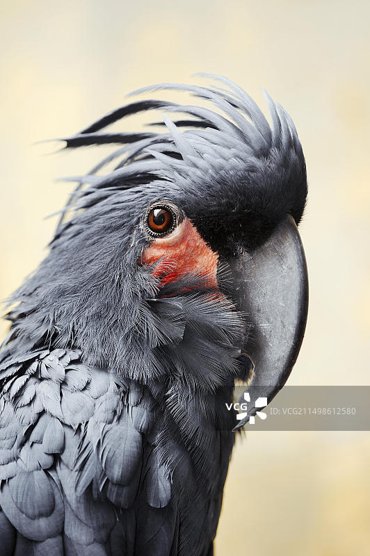 棕榈凤头鹦鹉(Probosciger aterrimus),肖像,圈养,产于澳大利亚和新几内亚图片素材