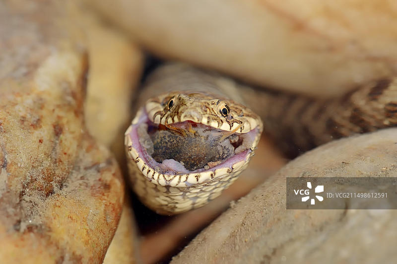 以鱼为食的骰子蛇（Natrix tessellata），普罗旺斯，法国南部图片素材