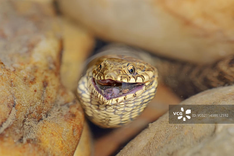 以鱼为食的骰子蛇（Natrix tessellata），普罗旺斯，法国南部图片素材