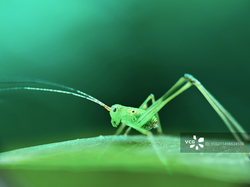 螽斯图片素材