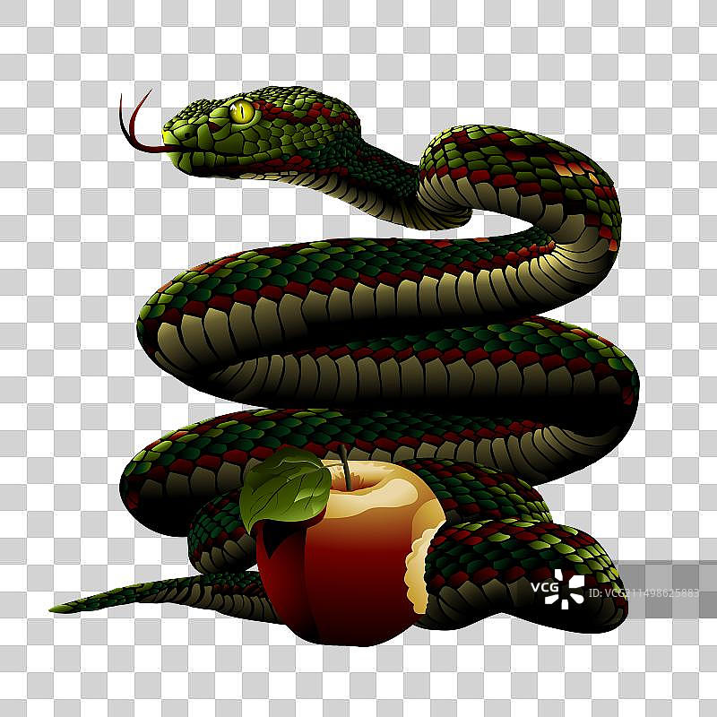 蛇与伊甸园苹果图片素材
