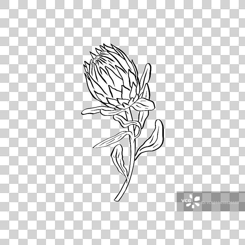 帝王花黑色线条艺术（白色背景）图片素材