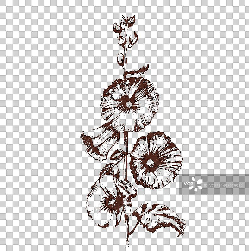 白色锦葵花植物图片素材