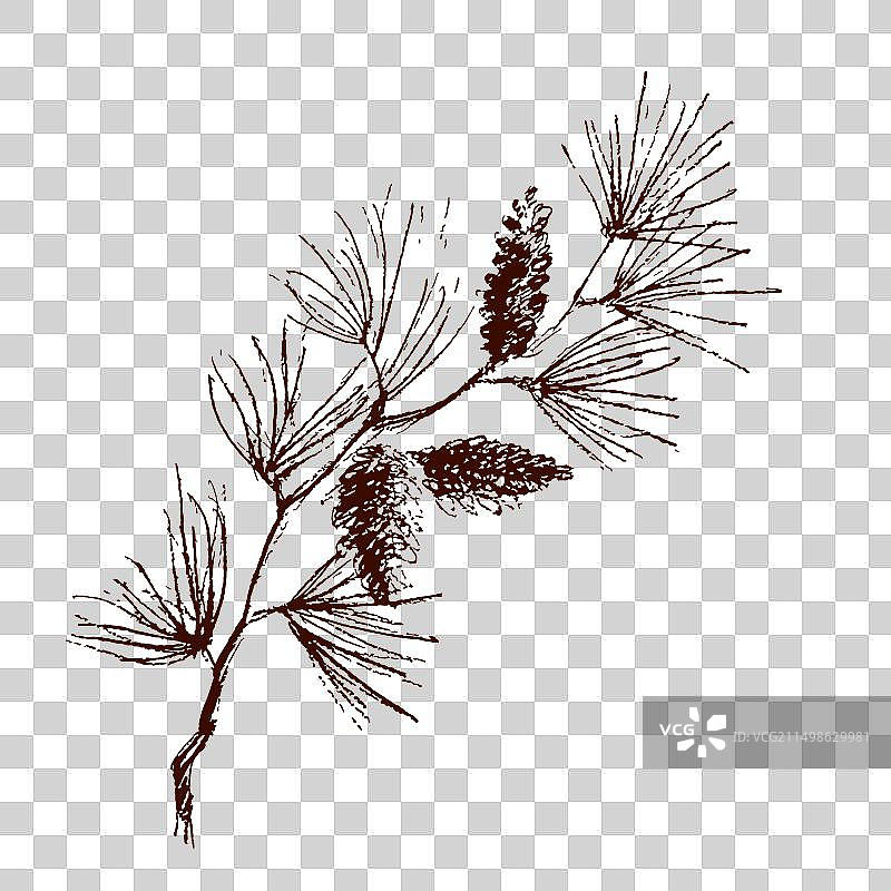 手绘圣诞植物松树云杉冷杉图片素材