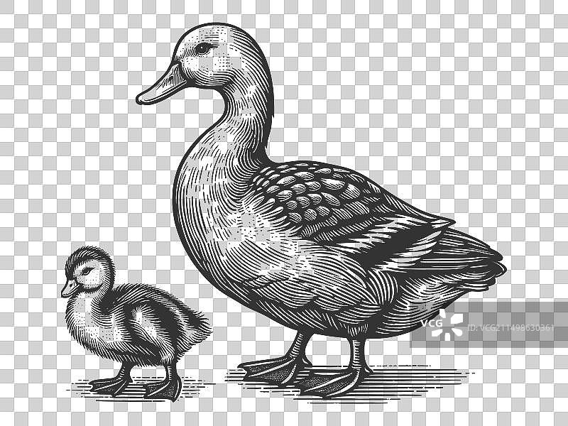 母鸭和小鸭雕刻素描图片素材